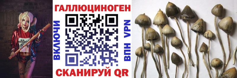 Галлюциногенные грибы Cubensis  как найти закладки  Баймак 
